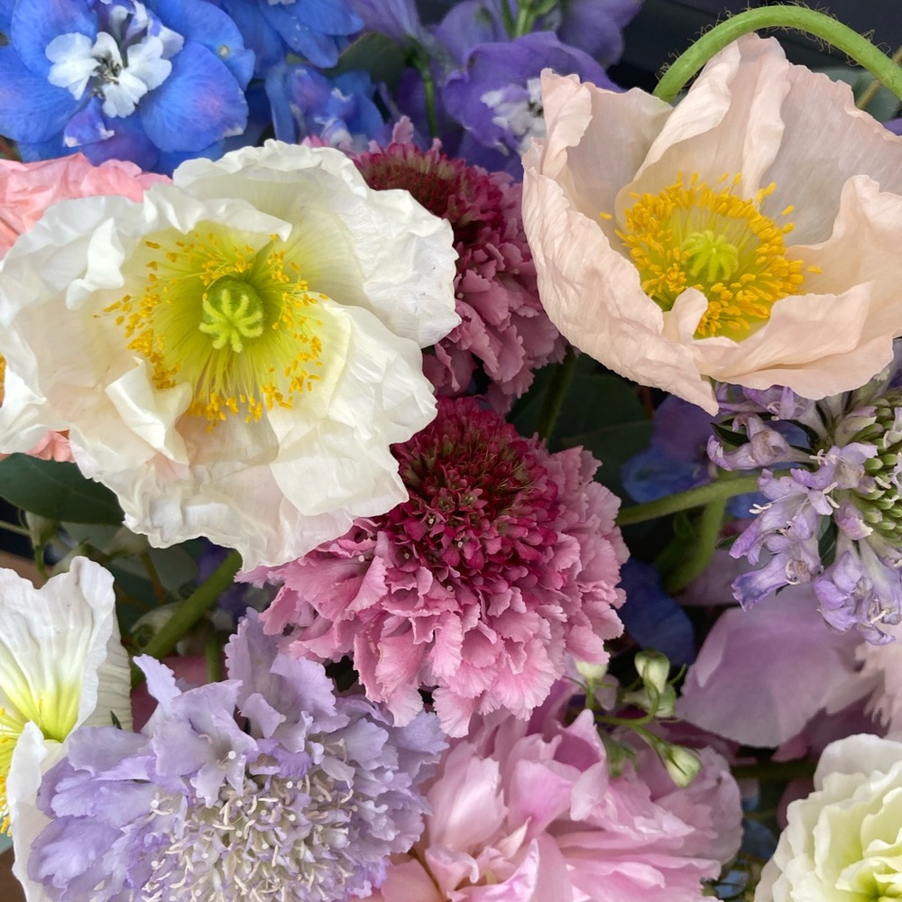 Meet your Posher, Audrey